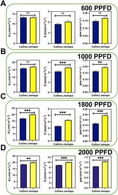 Cell size differences affect photosynthetic capacity in a Mesoamerican and an Andean genotype of Phaseolus vulgaris L.